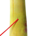Load image into Gallery viewer, Carol Rowan Geraniums Collection Ceramic Vase 12&quot; Tall Enesco Group
